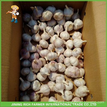 Wholesale Chinese Fresh Normal White Pure White Red Purple White Garlic 5.5CM Mesh Bag In 10KG Carton